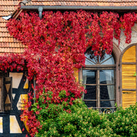 Wilde wingerd 'Engelmannii' - Parthenocissus quinquefolia 'engelmannii' - Bakker