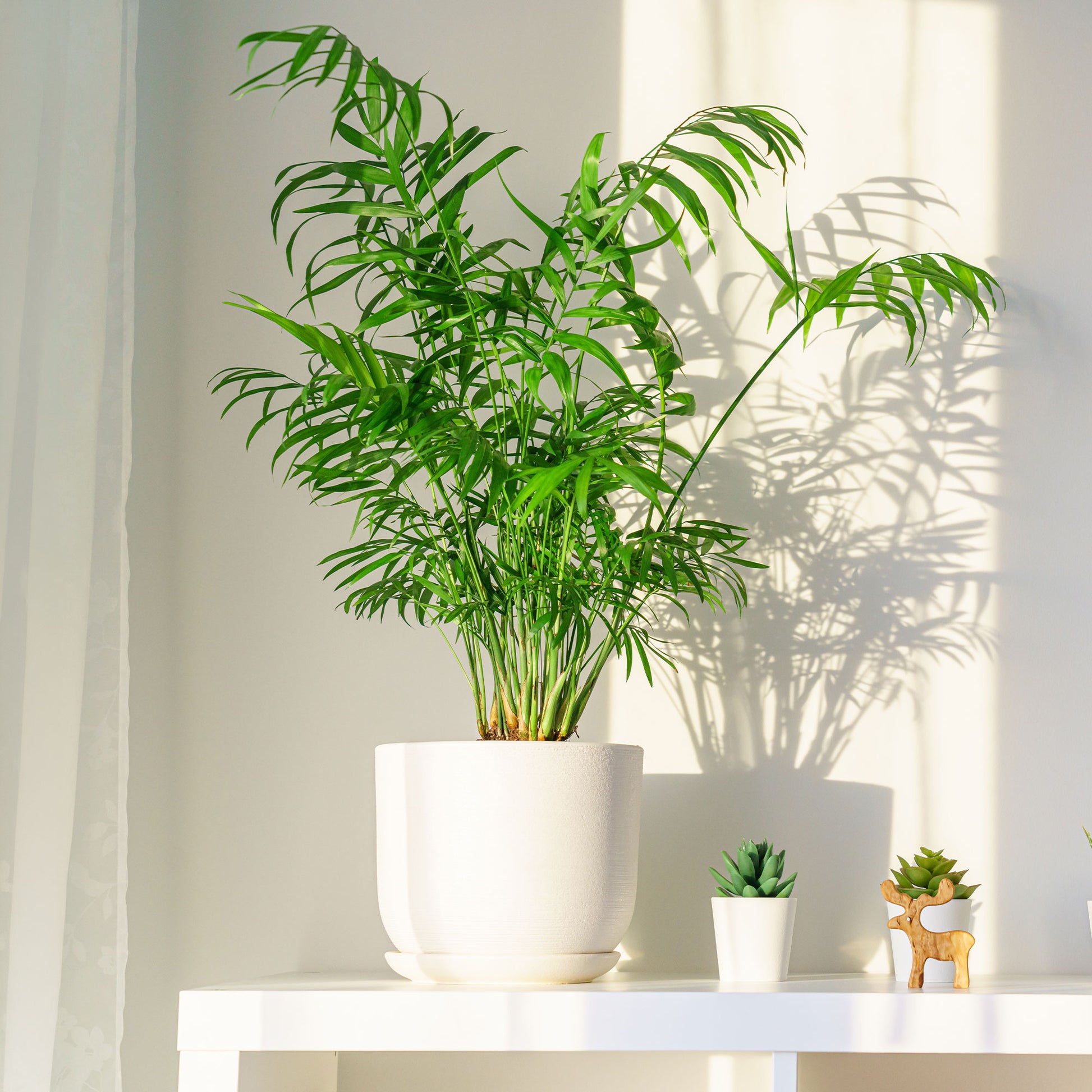 Verkoop Mexicaanse dwergpalm - Binnenpalmen