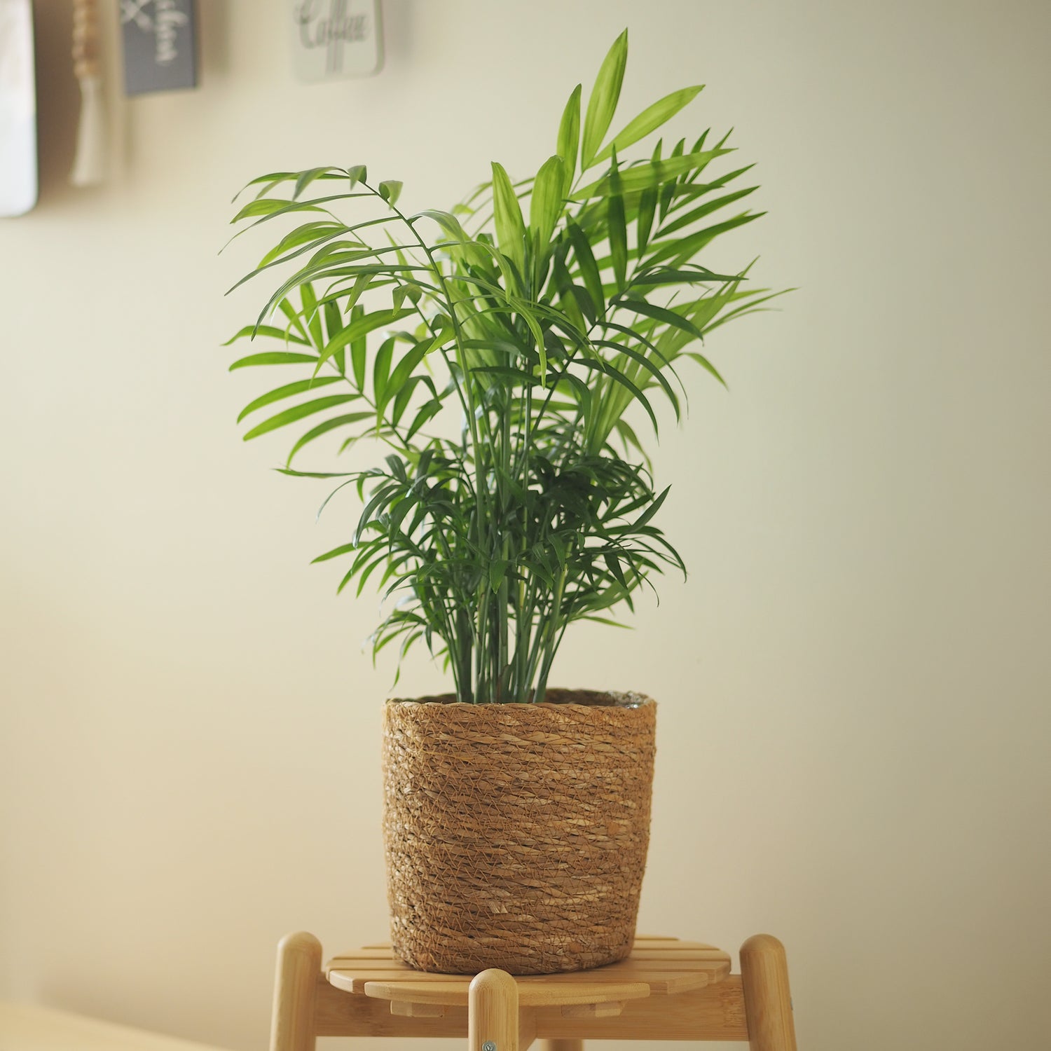 Chamaedorea elegans - Bergpalm