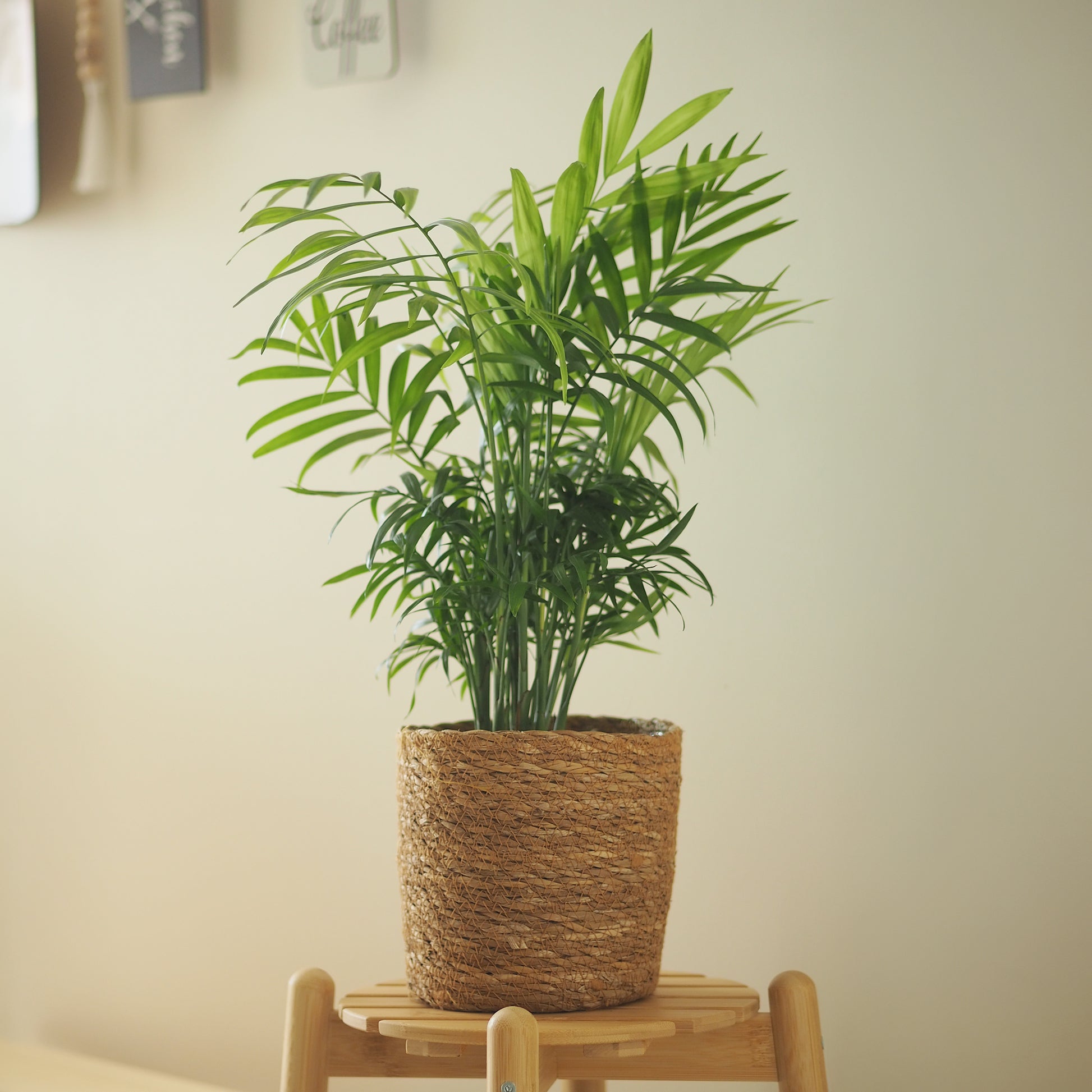 Mexicaanse dwergpalm - Bakker