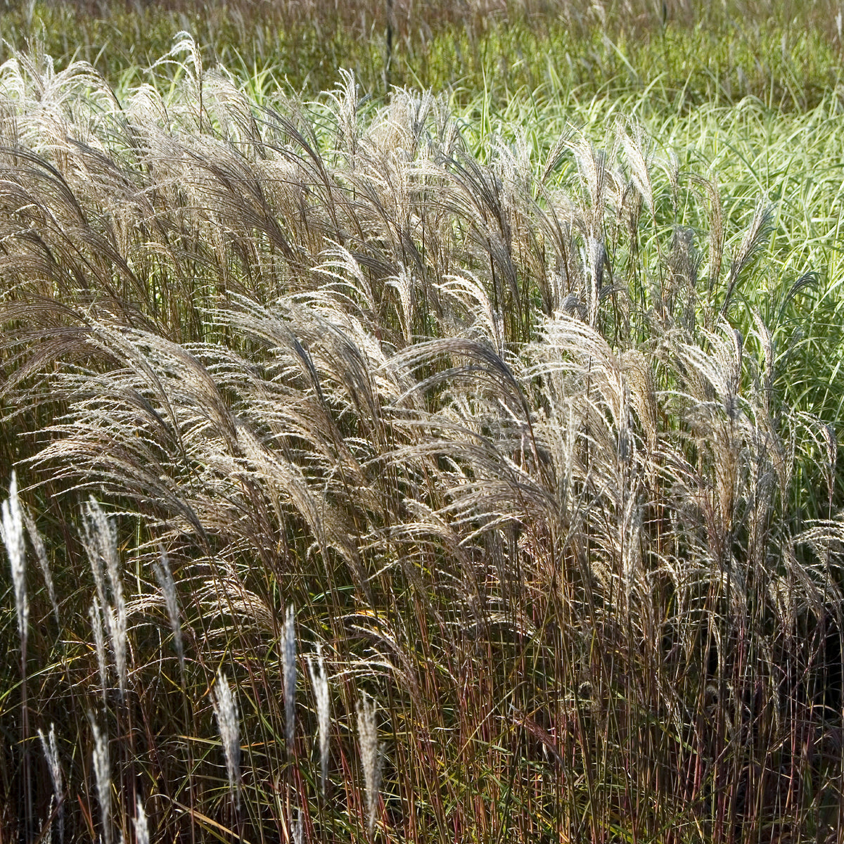 Miscanthus sinensis Adagio - Prachtriet 'Adagio' - Miscanthus - Chinees riet