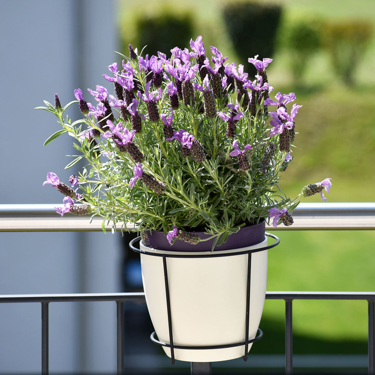 Lavandula stoechas 'anouk' - Kuiflavendel 'Anouk' - Lavendel