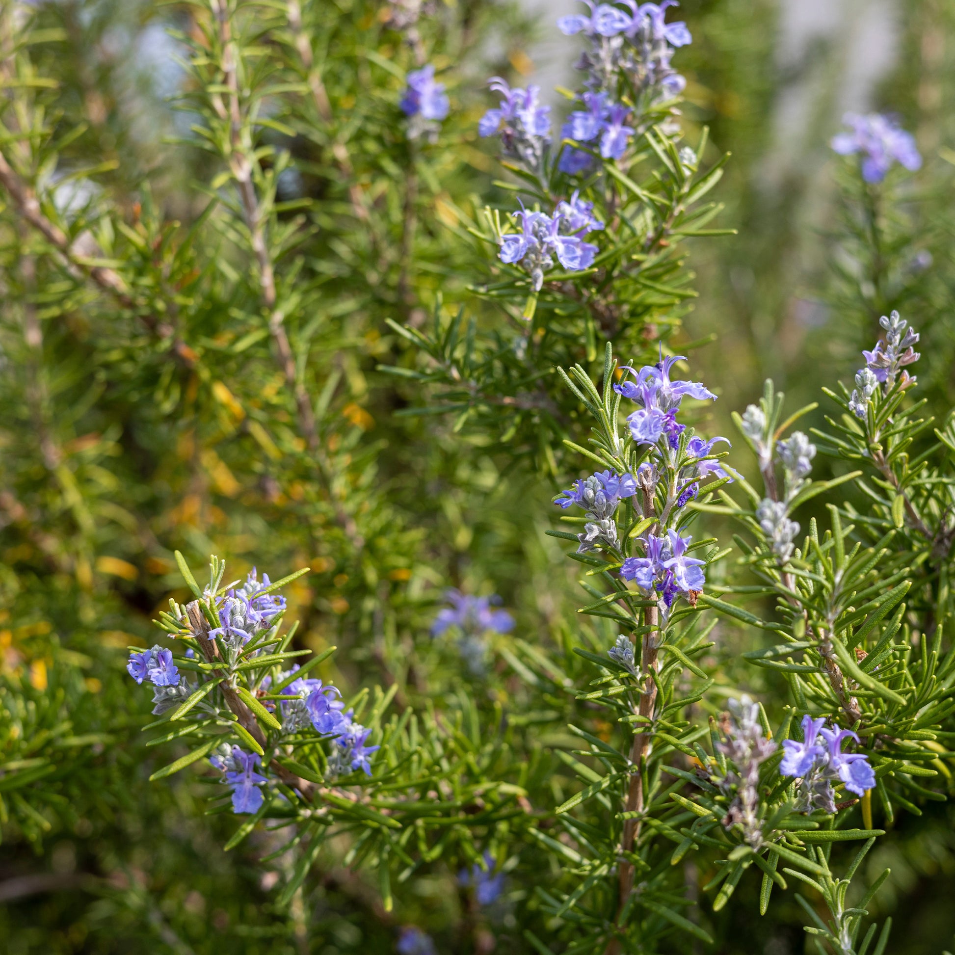 Verkoop Rozemarijn - Rosmarinus officinalis