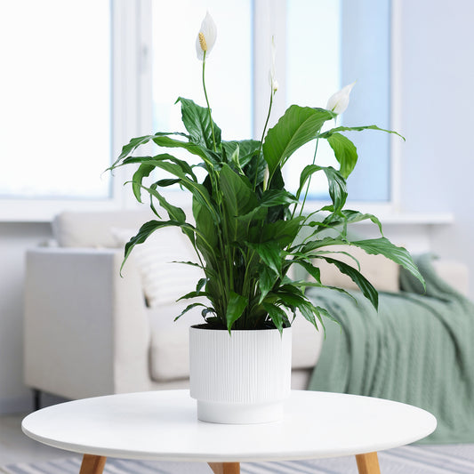 Lepelplant Spathiphyllum 'Pearl Cupido' Wit - Bakker