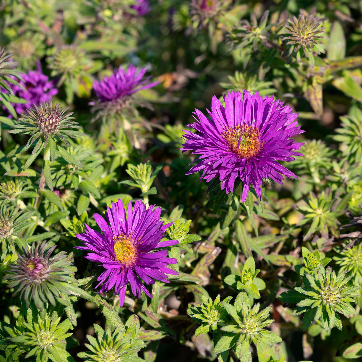 HerfstAster  'Purple Dome'