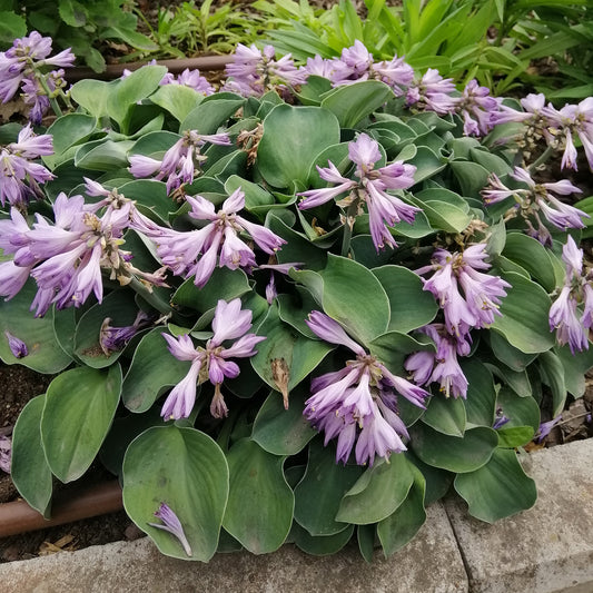 Hartlelie 'Blue Mouse Ears' - Bakker