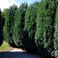 Haagheesters - Blauwe haagconifeer 'Columnaris' - Chamaecyparis lawsonia Columnaris