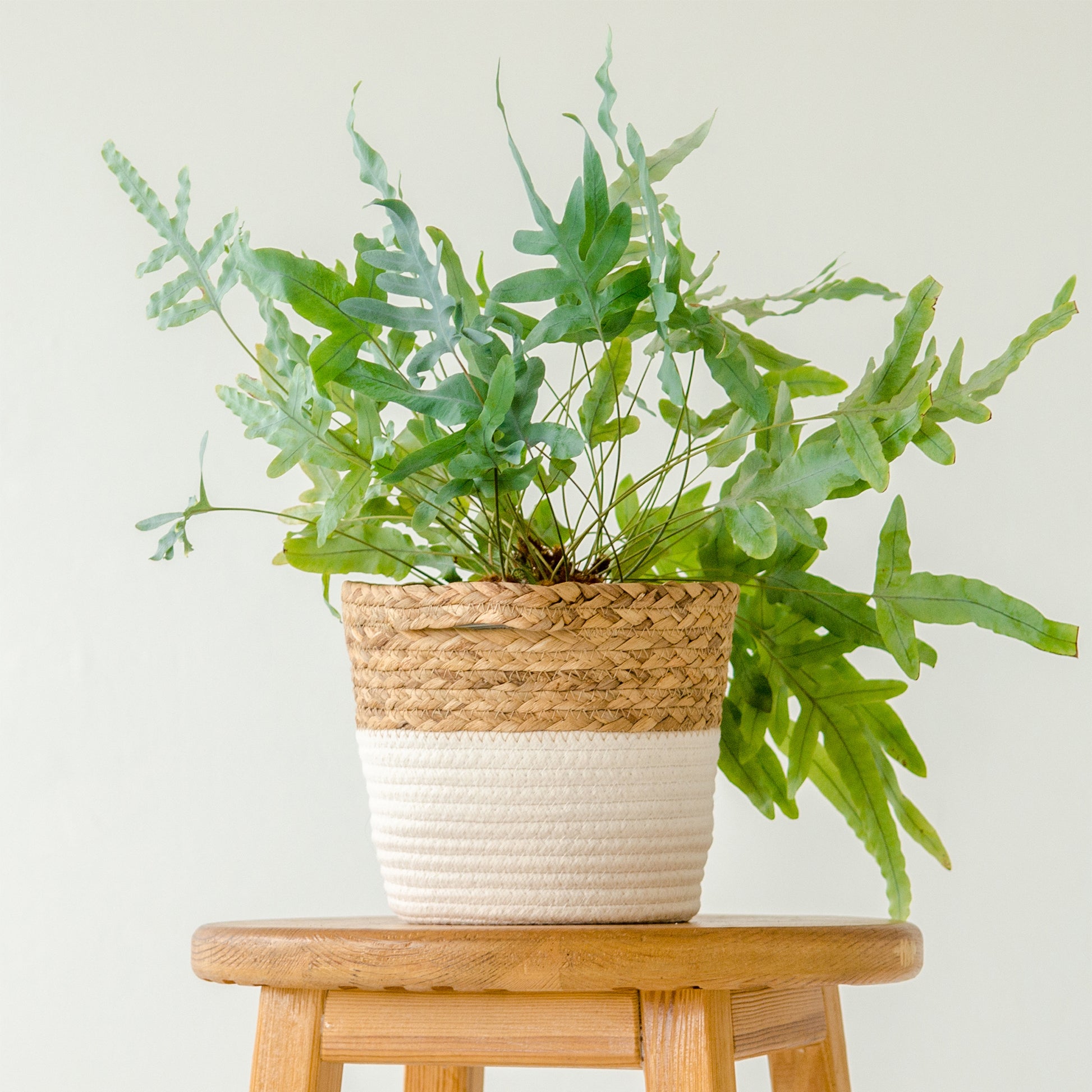 Kamerplanten voor binnen - Blauwvaren 'Blue Star' - Phlebodium blue star