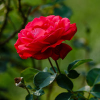 Grootbloemige roos 'Dame de Coeur' - Bakker