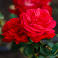 Verkoop Grootbloemige roos 'Dame de Coeur' - Rosa dame de cœur, rosa queen of hearts, rosa herz-dame