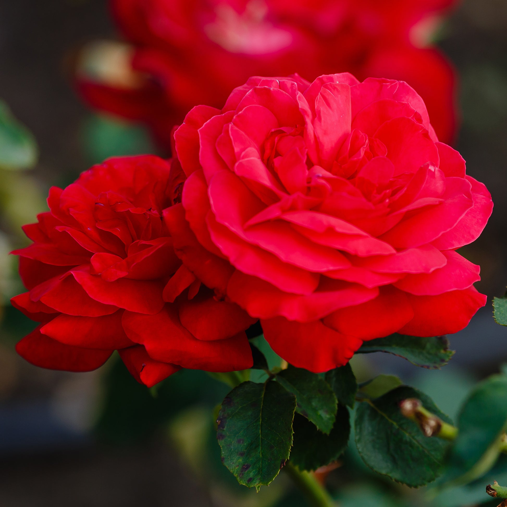 Verkoop Grootbloemige roos 'Dame de Coeur' - Rosa dame de cœur, rosa queen of hearts, rosa herz-dame