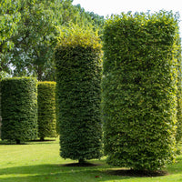 Carpinus betulus - Haagbeuk - Haagbeuk