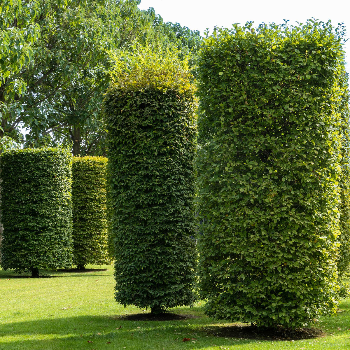 Haagbeuk - Haagbeuk - Carpinus betulus