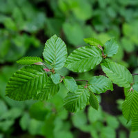 Haagbeuk - Carpinus betulus - Bakker