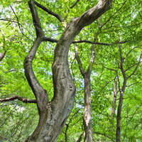 Haagbeuk - Haagbeuk - Carpinus betulus