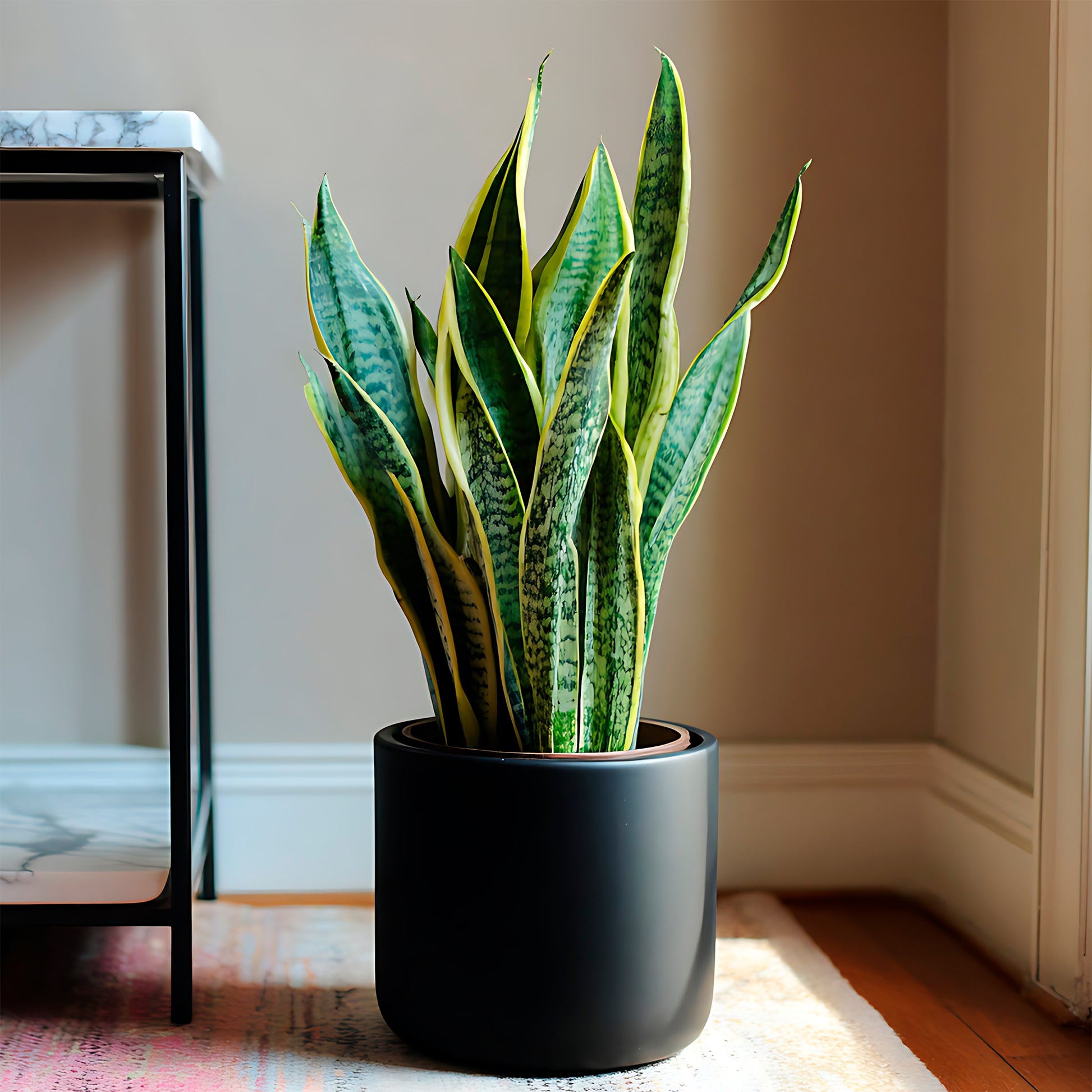 Verkoop Vrouwentong 'Futura Superba' - Sansevieria futura Superba