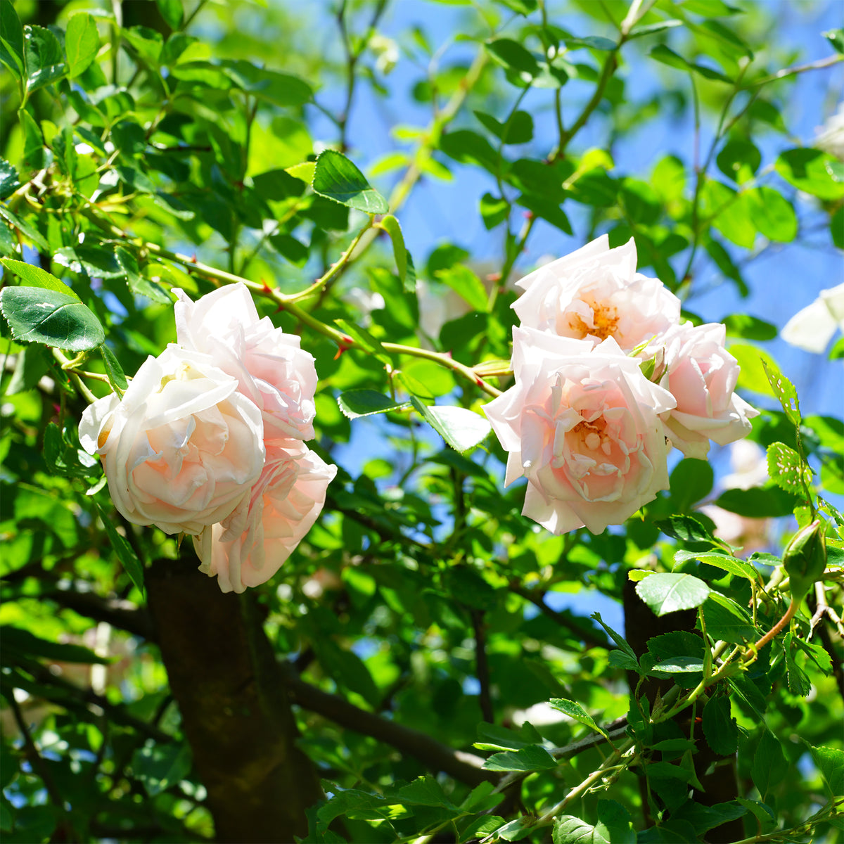 Klimroos 'New Dawn' - Rosa new dawn - Bakker