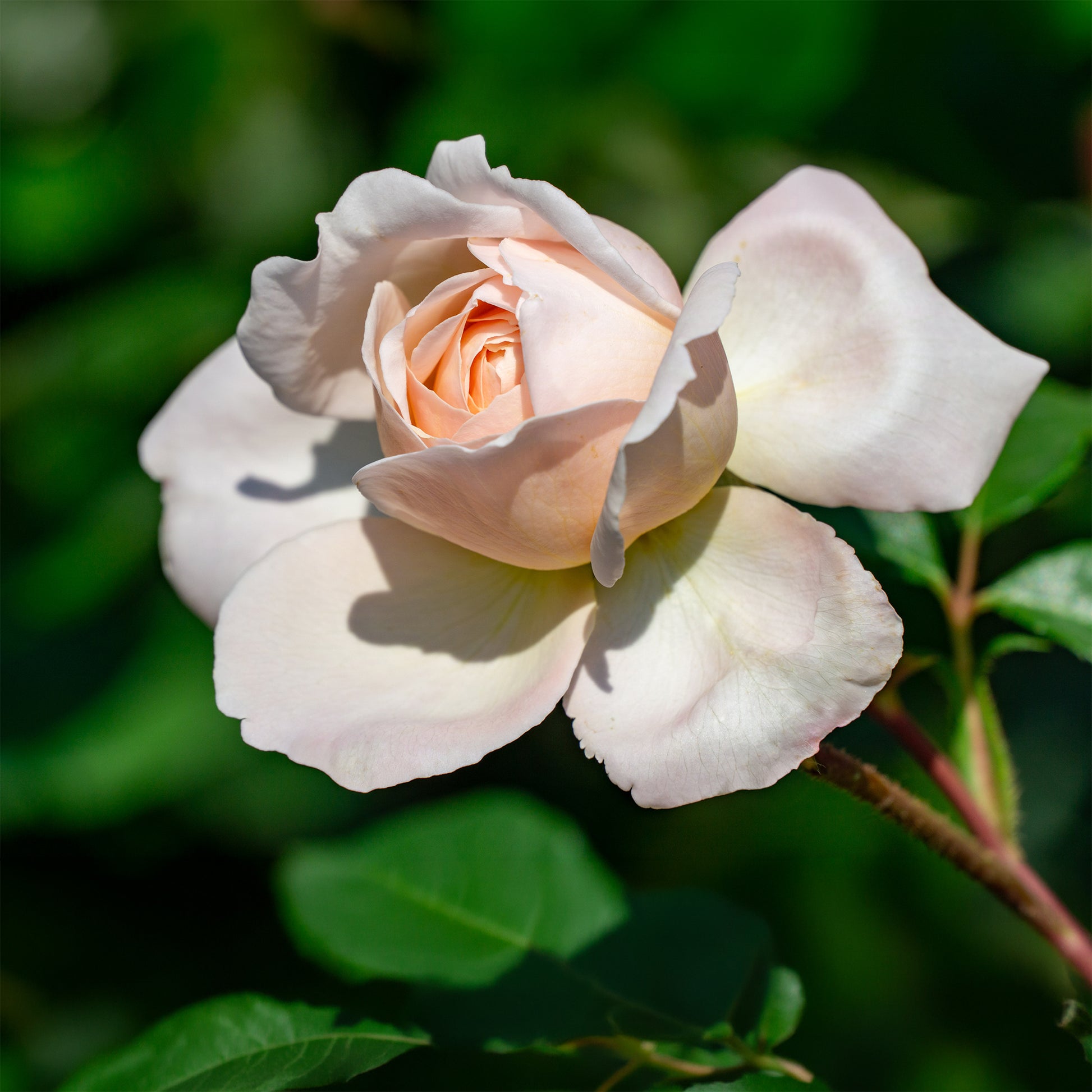 Rosa new dawn - Klimroos 'New Dawn' - Klimrozen