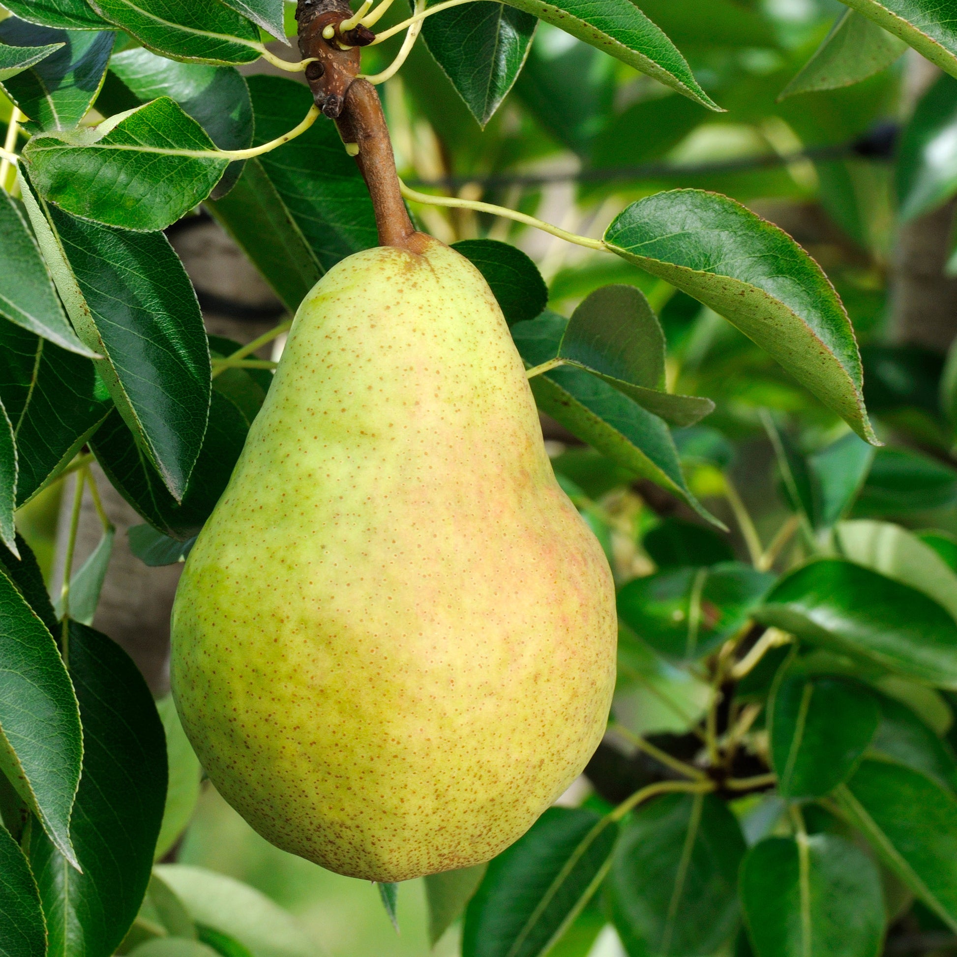 Perenbomen - Perenboom 'Williams' - Pyrus communis William's ('bon chrétien')