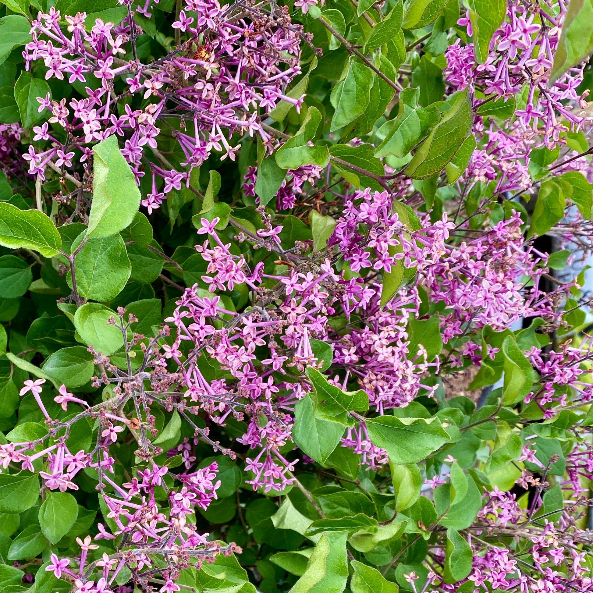 Dwergsering 'Dark Purple' - Syringa pubescens microphylla Bloomerang Dark Purple - Bakker