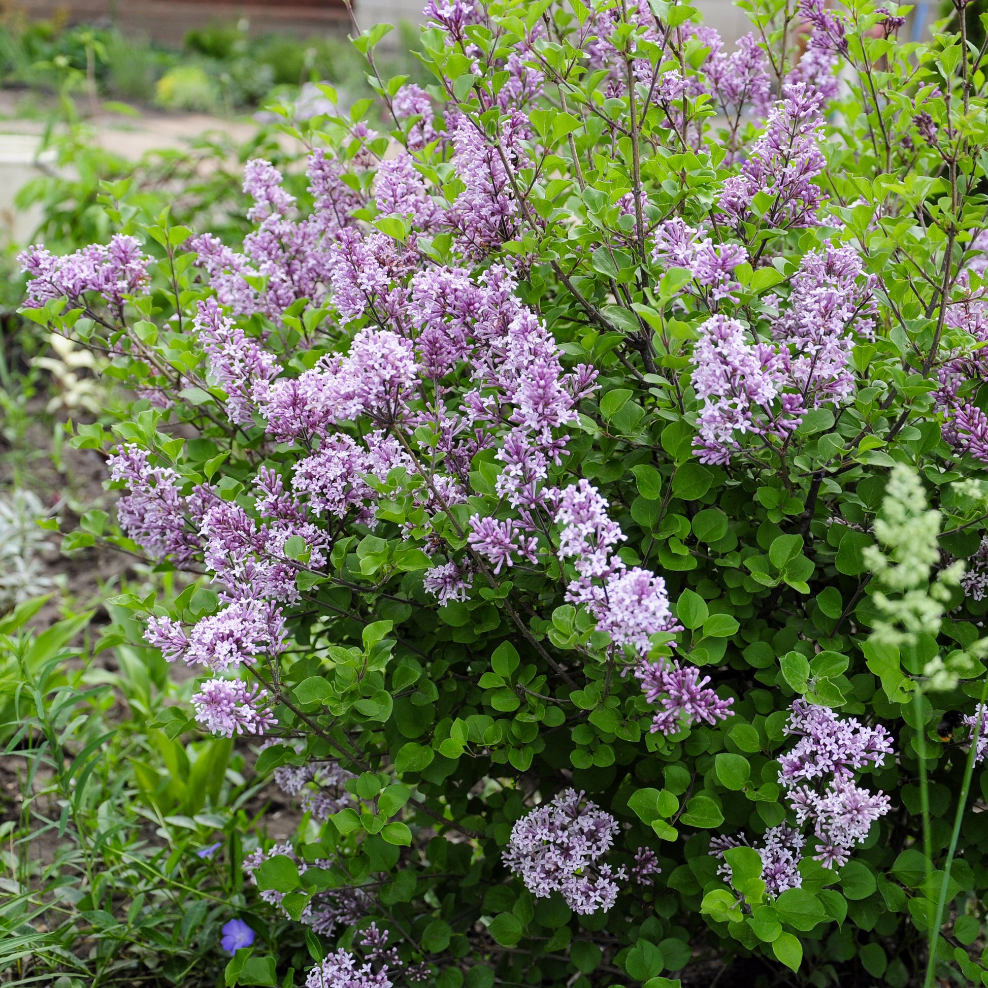 Syringa pubescens microphylla Bloomerang Dark Purple - Dwergsering 'Dark Purple' - Sering
