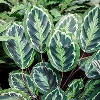 Calathea - Pauwenplant 'Medaillon' - Calathea medaillon
