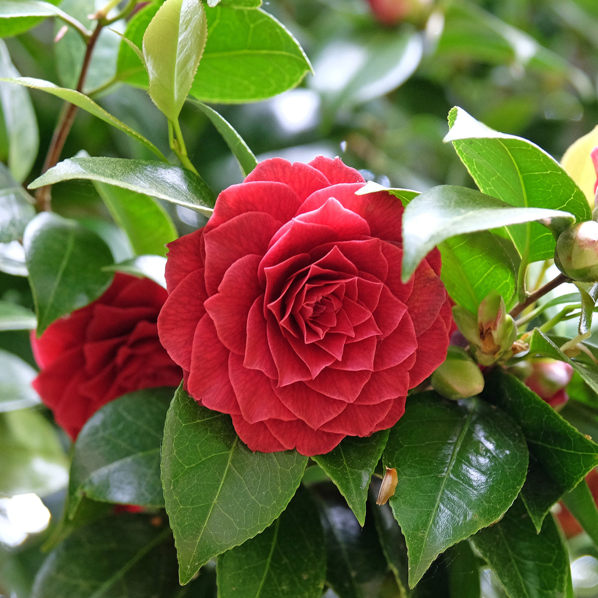 Japanse roos 'Black Lace'