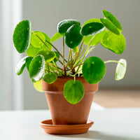 Verkoop Pannenkoekplant Pilea peperomioides - Pilea peperomioides