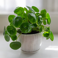 Verkoop Pannenkoekplant Pilea peperomioides