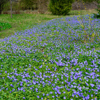 Bodembedekkers - Maagdenpalm - Vinca minor