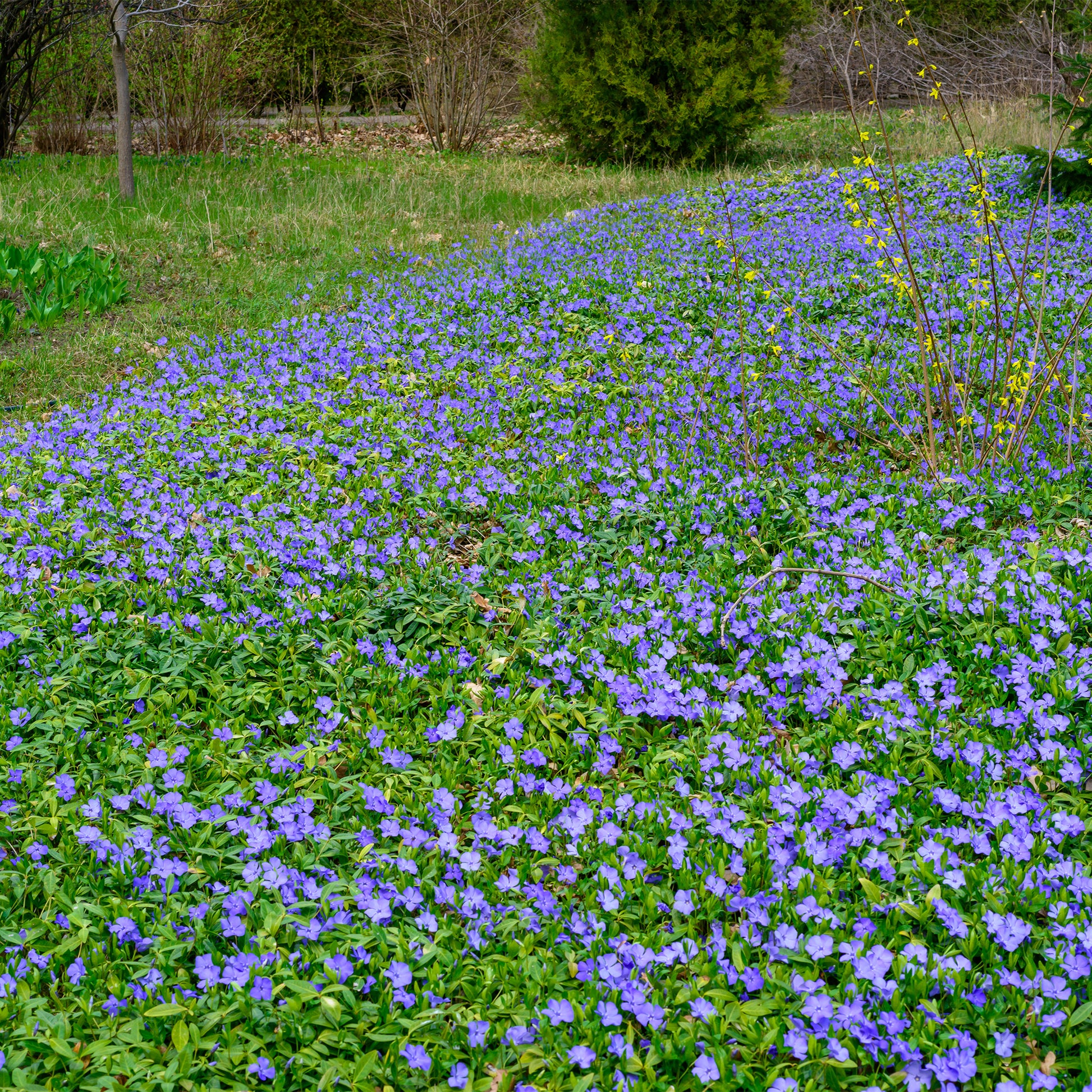 Bodembedekkers - Maagdenpalm - Vinca minor
