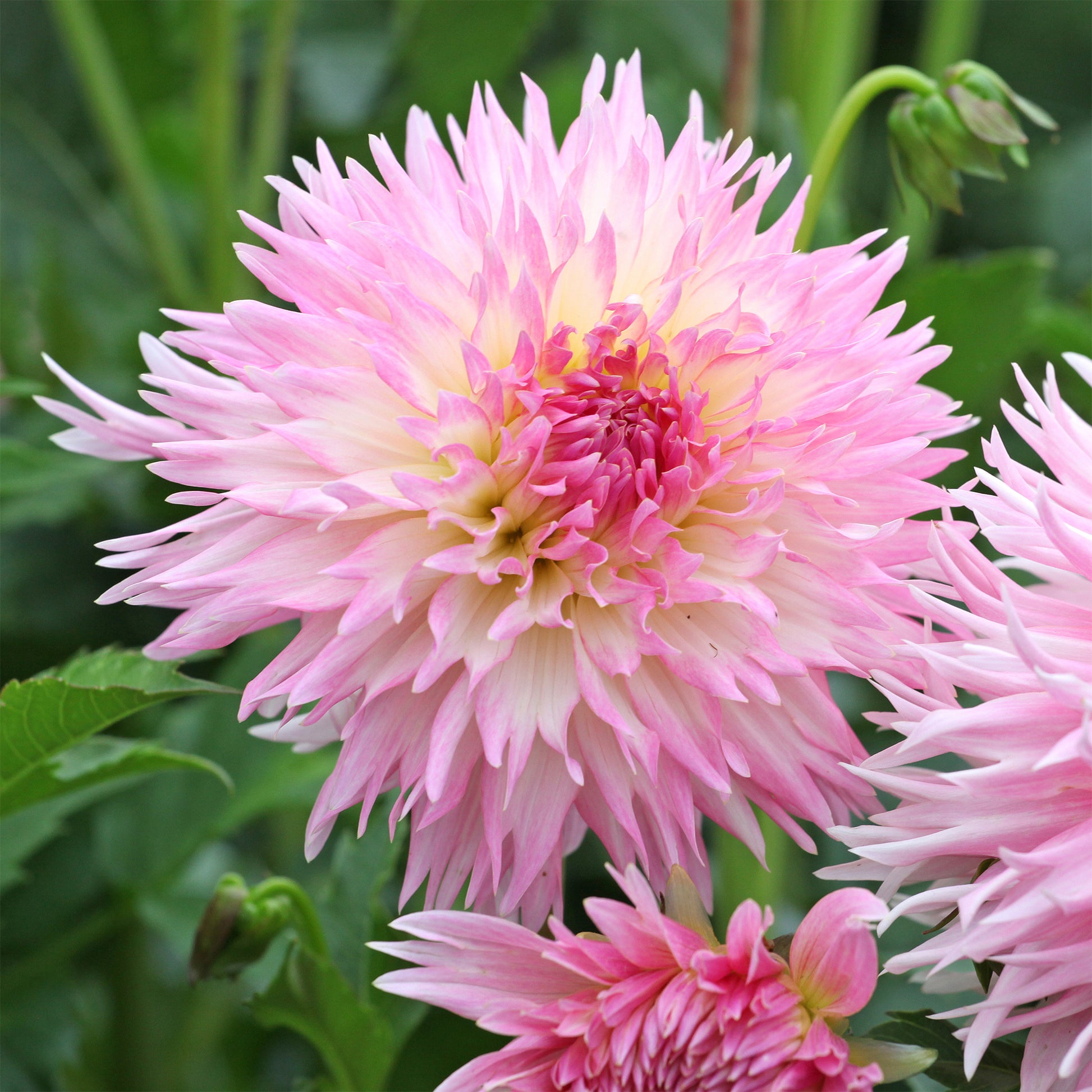 Dahlia 'Nadia Ruth' (x3) - Dahlia fimbriata 'nadia ruth' - Bakker