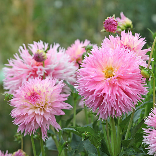 Dahlia 'Nadia Ruth' (x3)