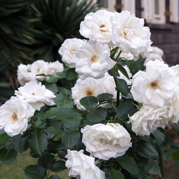 Trosroos 'Princess of Wales' - Bakker