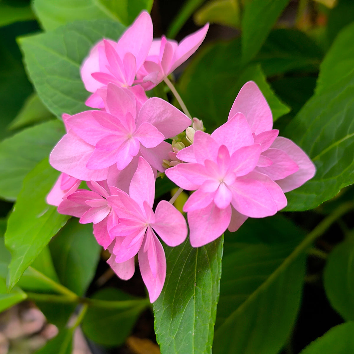 Boerenhortensia 'Doppio Rosa'