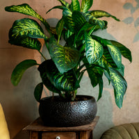 Dief van Bagdad 'Tropic Snow' - Bakker