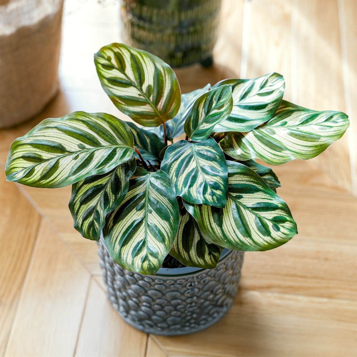 Pauwenplant 'Makoyana' - Bakker