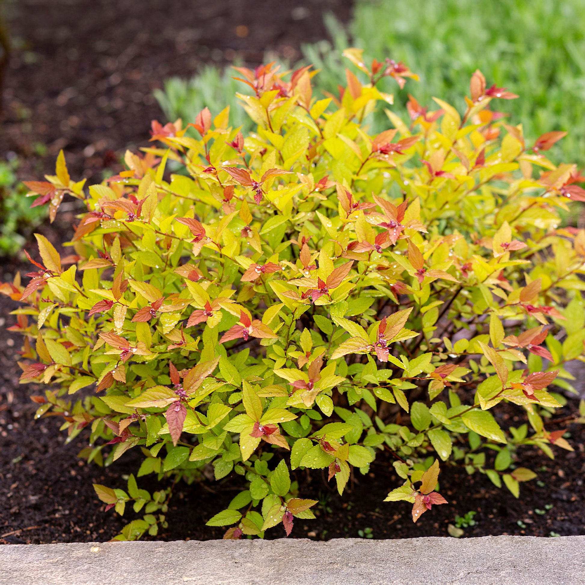 Spierstruik 'Goldflame' - Bakker