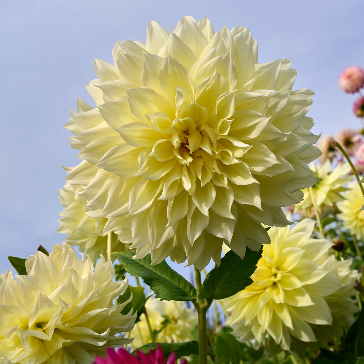 Dubbelbloemige Dahlia 'Kelvin Floodlight' (x3) - Bakker