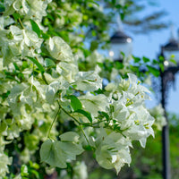 Bougainville 'White Cascade'