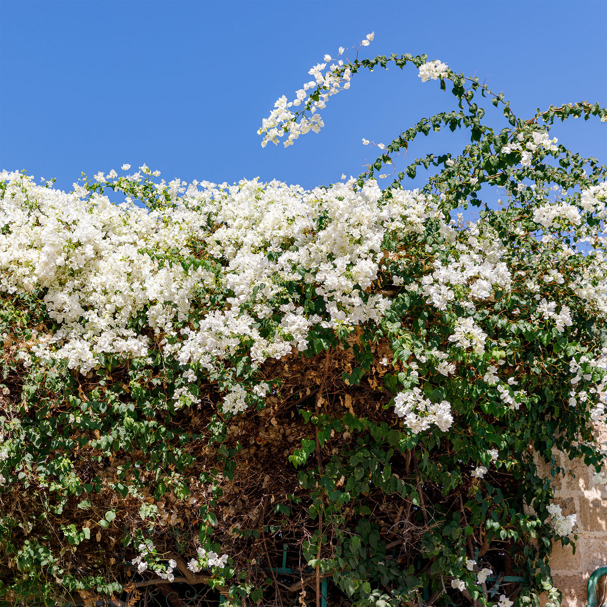 Bougainville 'White Cascade' - Bougainvillea white - Bakker
