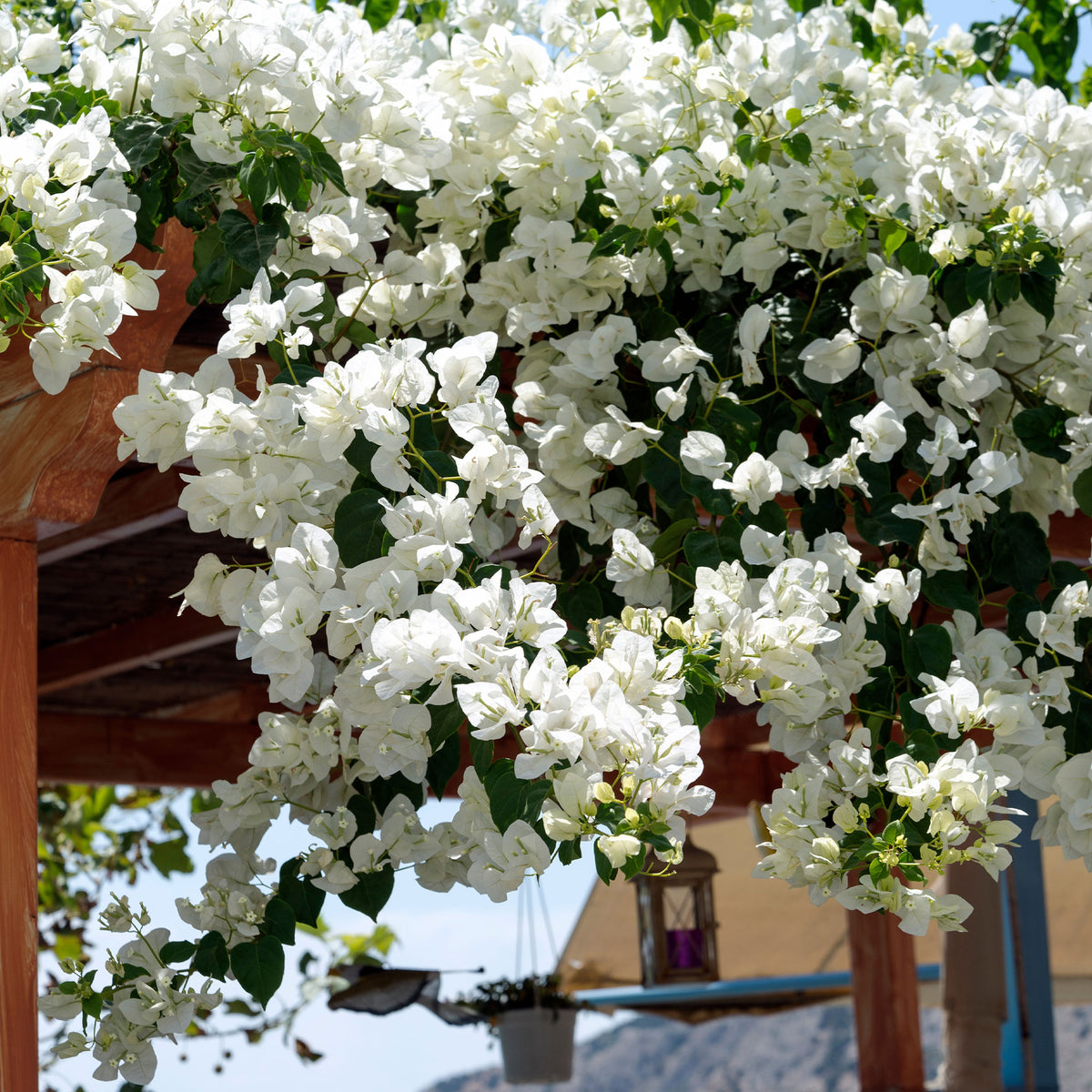 Bougainville 'White Cascade' - Bakker