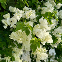 Bougainville 'White Cascade'