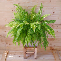 Krulvaren Nephrolepis 'Green Lady' - Nephrolepis exaltata 'Green Lady' - Bakker