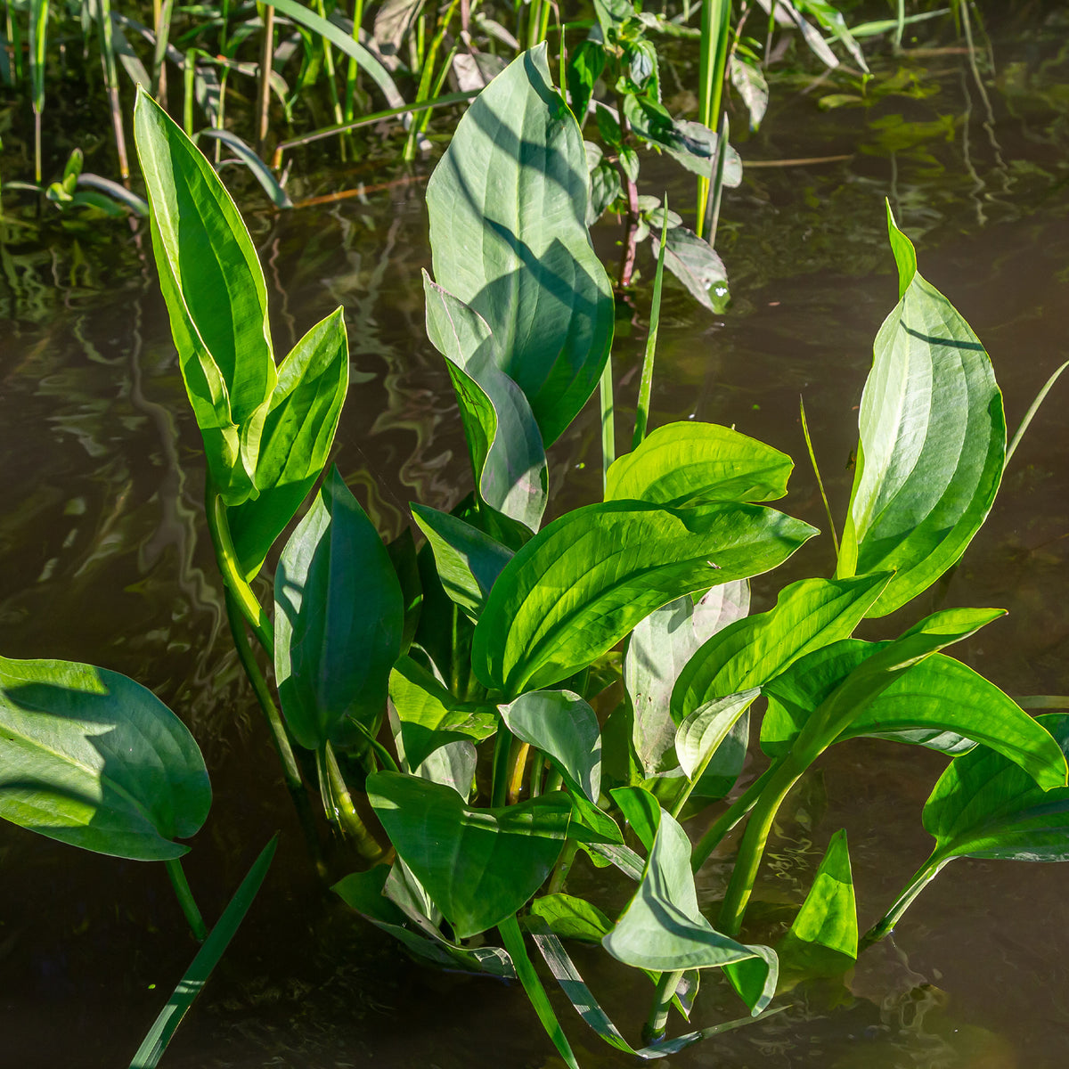 Verkoop Grote waterweegbree - Alisma plantago-aquatica
