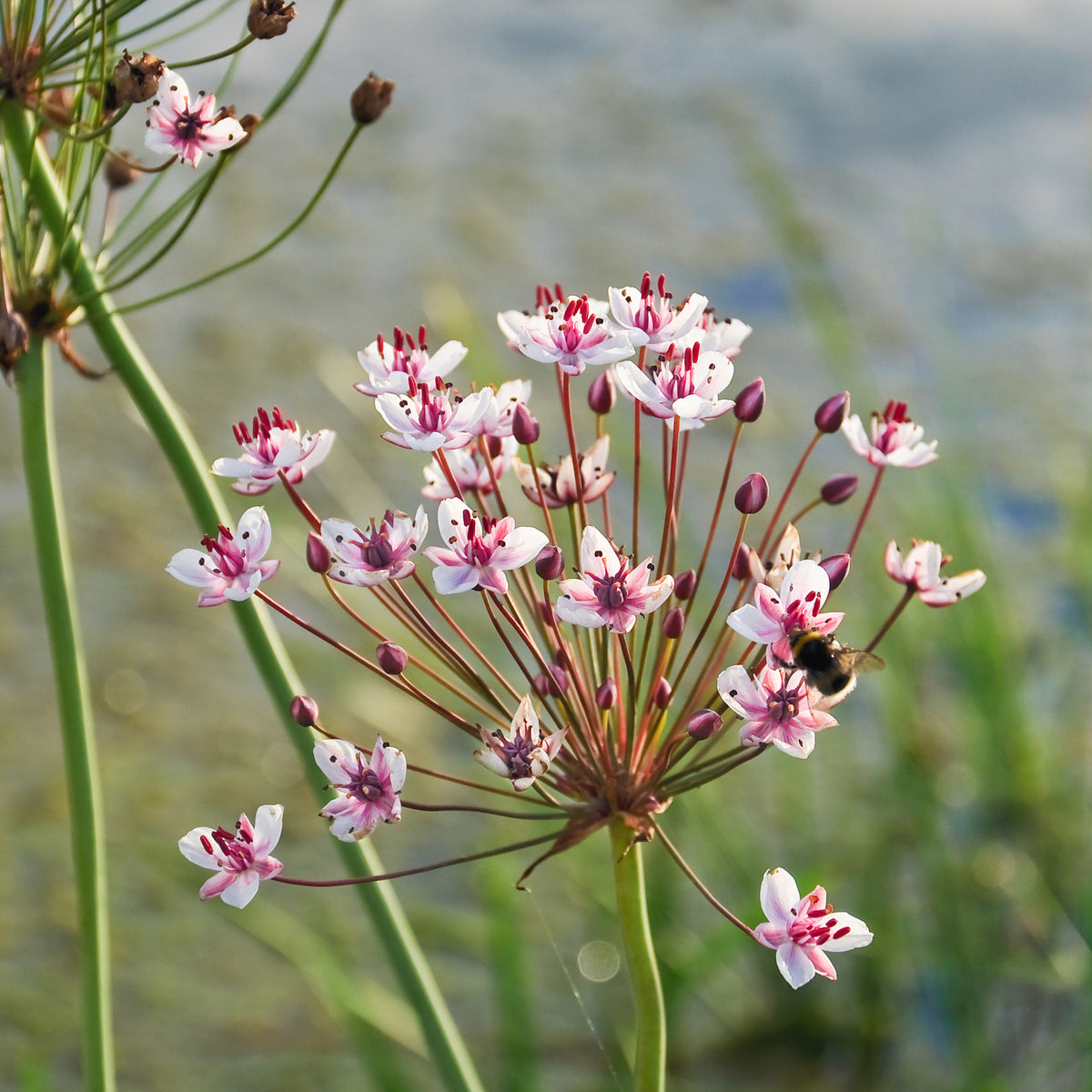 Naakte wortels - Bloeiende bies Butome umbel - Butomus umbellatus