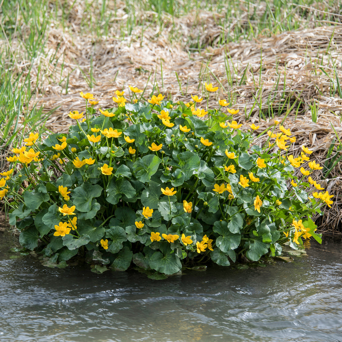 Dotterbloem - Water Goudsbloem - Bakker