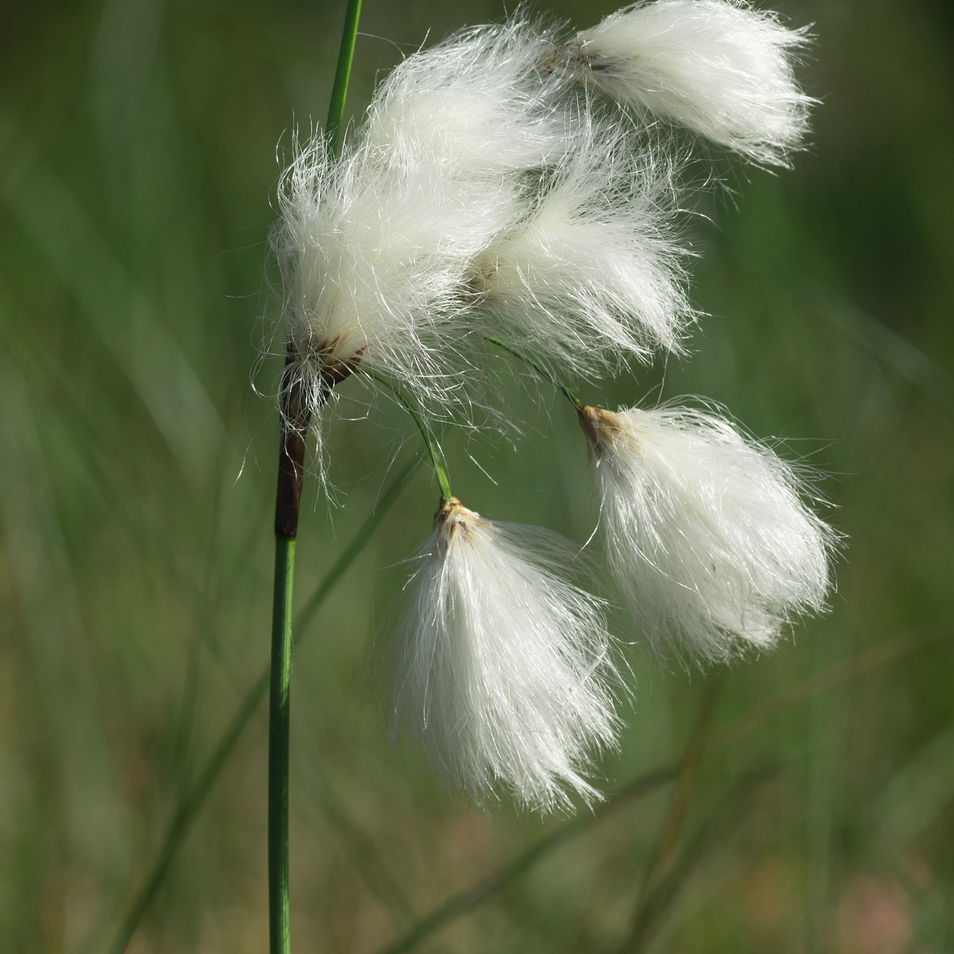 Eriophorum angustifolium - Smalbladige Cottonwood - Alle vijverplanten