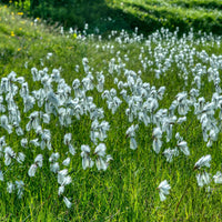 Smalbladige Cottonwood - Eriophorum angustifolium - Bakker