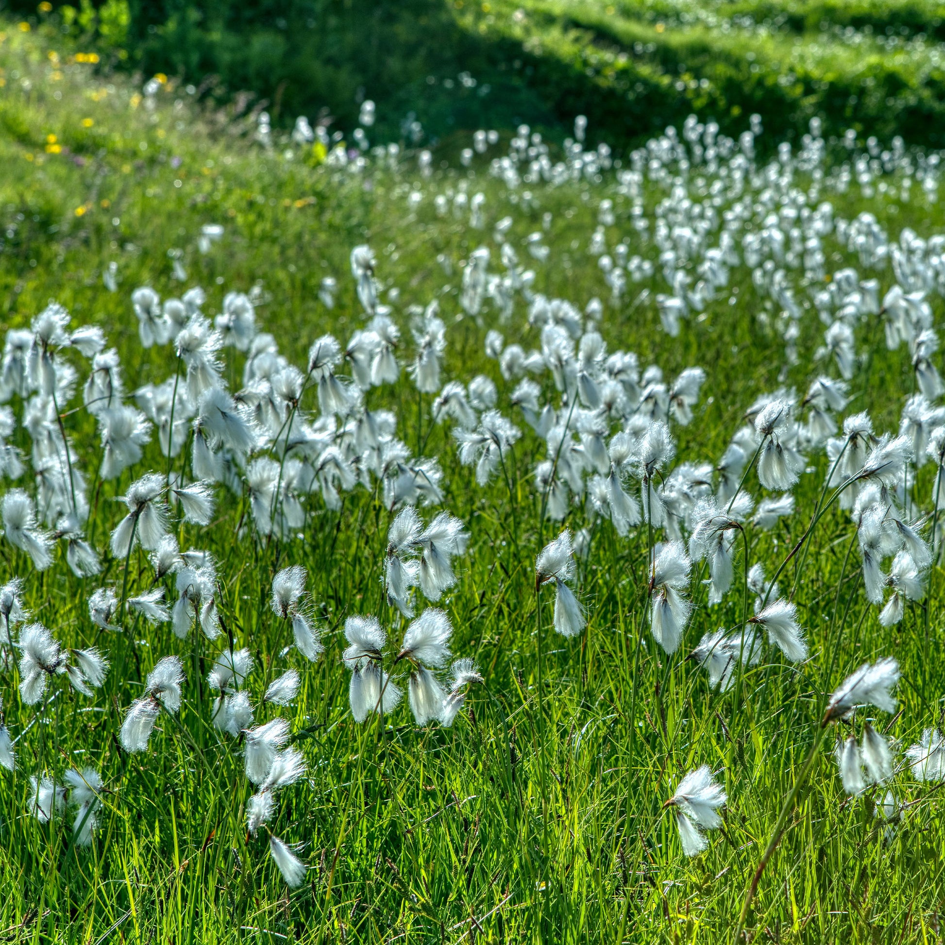 Smalbladige Cottonwood - Eriophorum angustifolium - Bakker